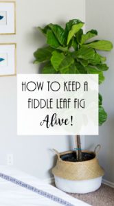 How to Keep fiddle leaf fig alive, Fiddle Leaf Fig Care. Fiddle leaf fig watering instructions,