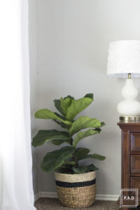 Fiddle Leaf Fig Care. Fiddle leaf fig watering instructions, Keep fiddle leaf fig alive