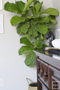 Fiddle Leaf Fig Care. Fiddle leaf fig watering instructions, Keep fiddle leaf fig alive