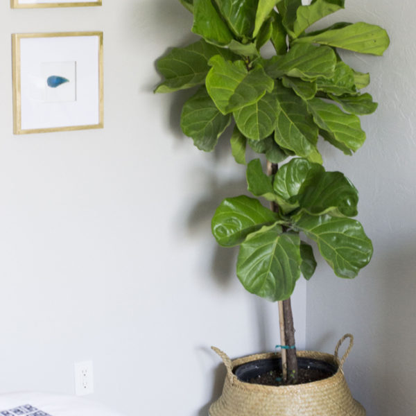 How To Keep A Fiddle Leaf Fig Alive